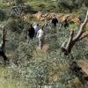 مستوطنون يتلفون محاصيل زراعية للمواطنين في مسافر يطا